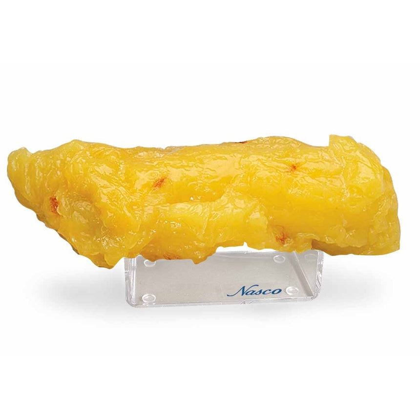  Nasco Healthcare-5-lb. Muscle Brick Replica-MedTech-1