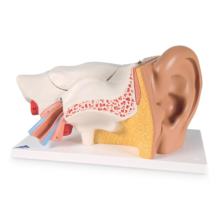  Nasco Healthcare-Advanced Giant Ear 3 Times Life-Size, 6-Part-MedTech-1