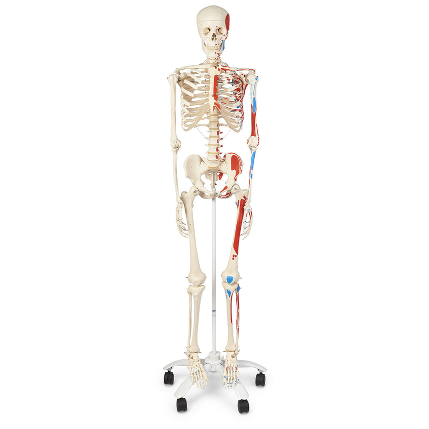  Nasco Healthcare-American 3B Advanced Skeleton with Muscles-MedTech-1