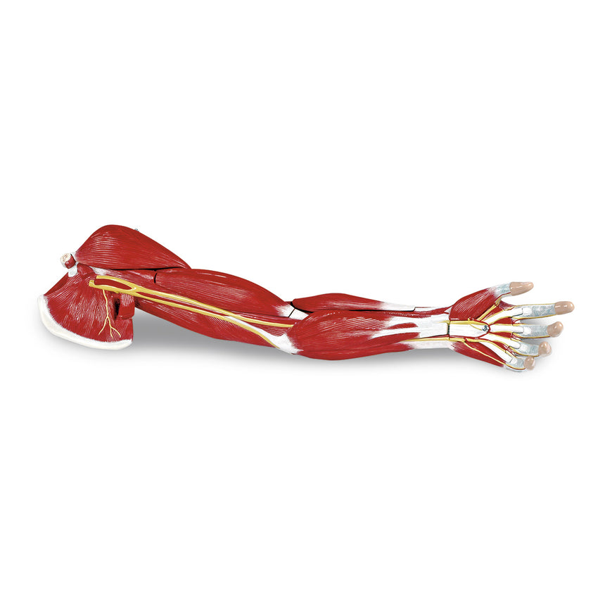  Nasco Healthcare-Arm Muscle 7-Part-MedTech-1