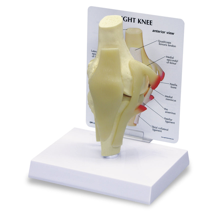  Nasco Healthcare-Basic Knee-MedTech-1