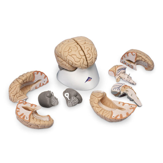 Brain Model 8-Part