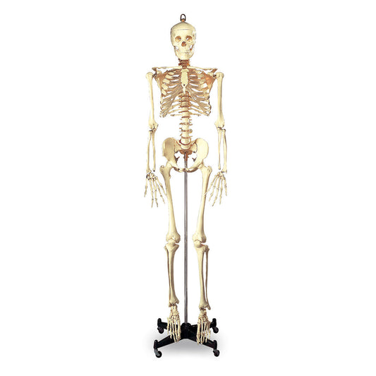  Nasco Healthcare-Budget Full-Size Skeleton - 5 ft. 6 in. - Mounted on 16 in. W x 3 in. H Metal Base with Wheels-MedTech-1