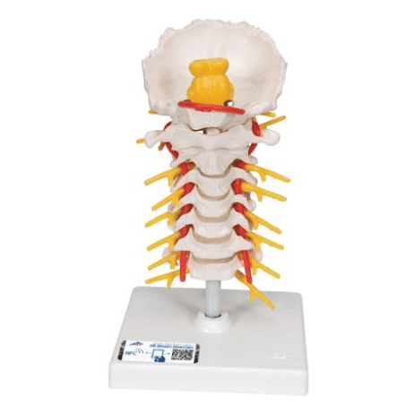  Nasco Healthcare-Cerivcal Spine Column-MedTech-1