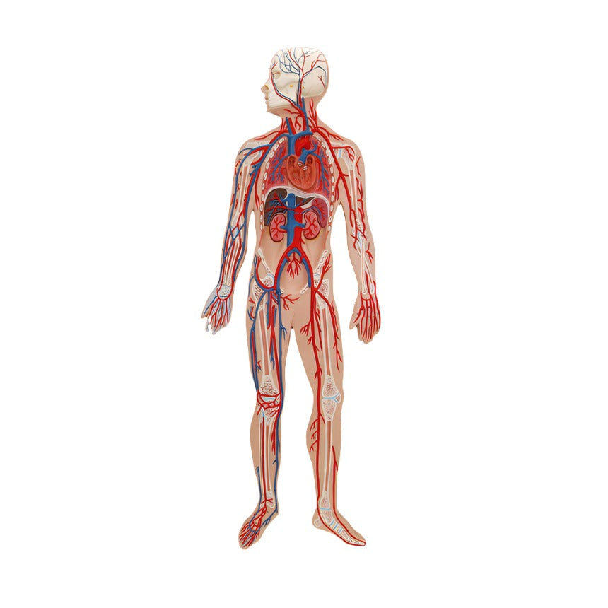  Nasco Healthcare-Circulatory System-MedTech-1