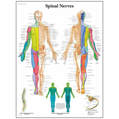  Nasco Healthcare-Classic Laminated 3B Scientific® Anatomical Chart-MedTech-3