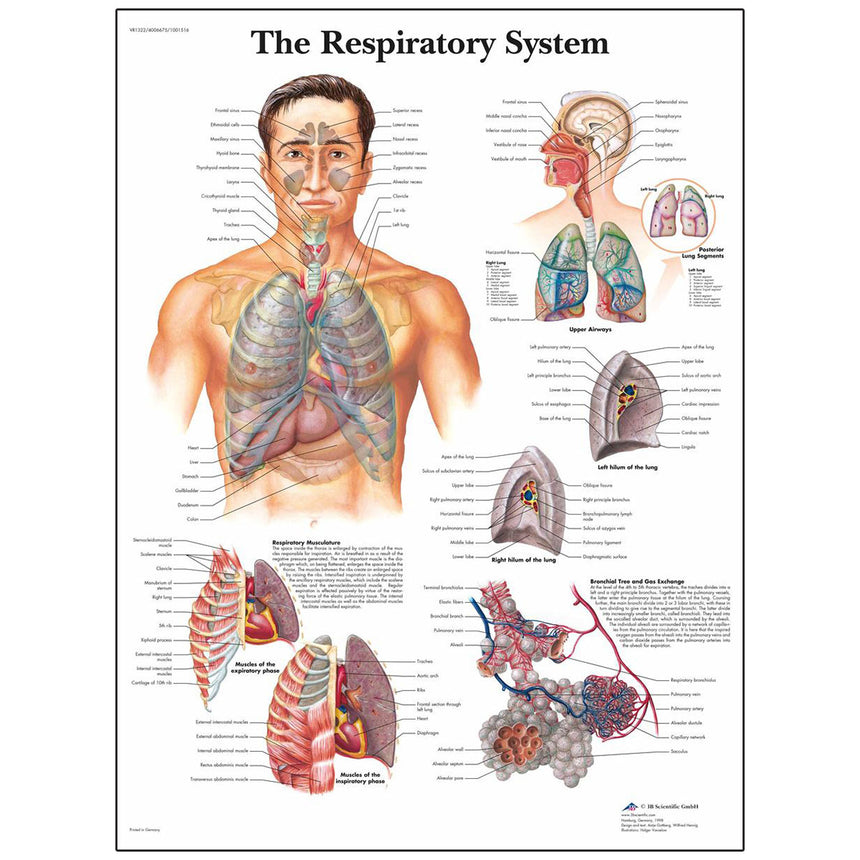  Nasco Healthcare-Classic Laminated 3B Scientific® Anatomical Chart-MedTech-7