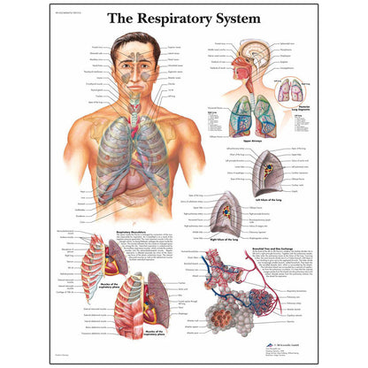  Nasco Healthcare-Classic Laminated 3B Scientific® Anatomical Chart-MedTech-7