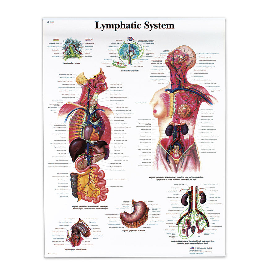  Nasco Healthcare-Classic Laminated 3B Scientific® Anatomical Chart-MedTech-5