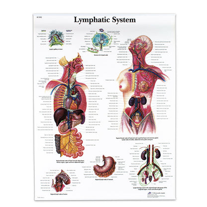  Nasco Healthcare-Classic Laminated 3B Scientific® Anatomical Chart-MedTech-5