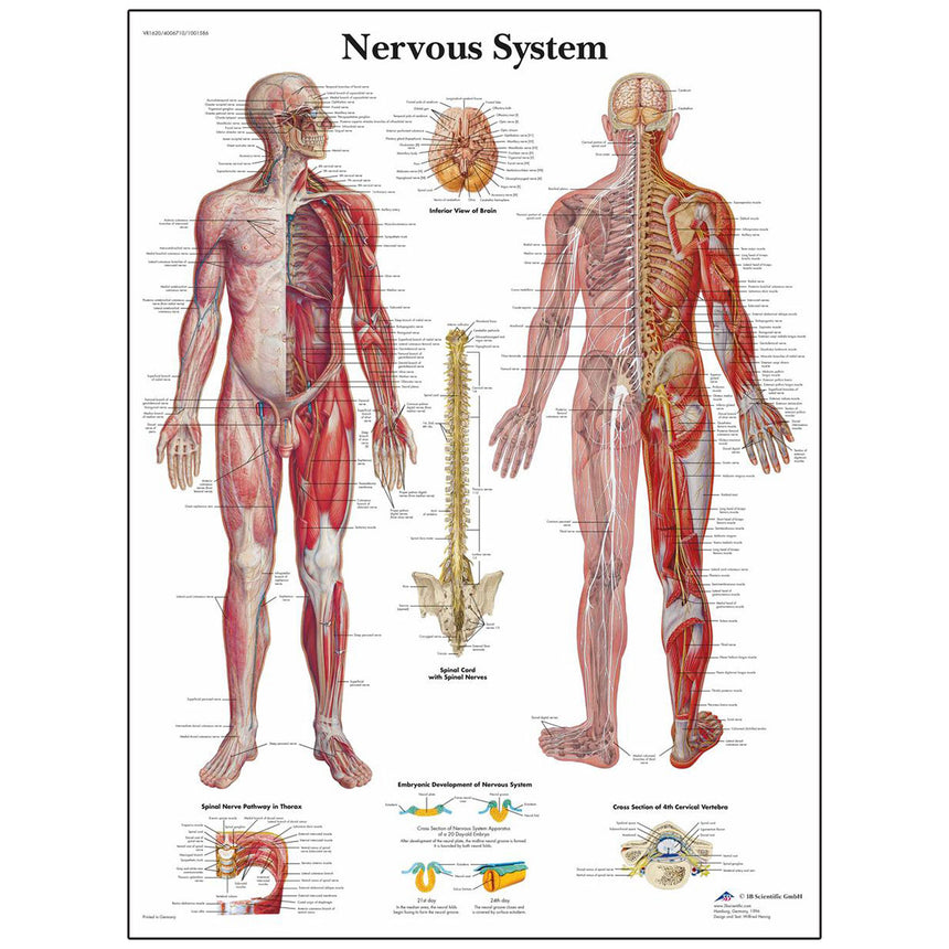  Nasco Healthcare-Classic Laminated 3B Scientific® Anatomical Chart-MedTech-6