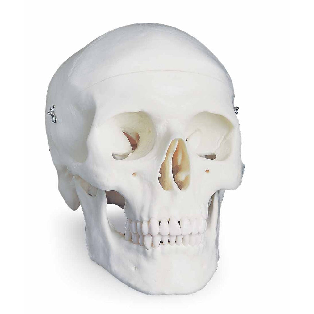  Nasco Healthcare-Classic Skull 3-Part-MedTech-1