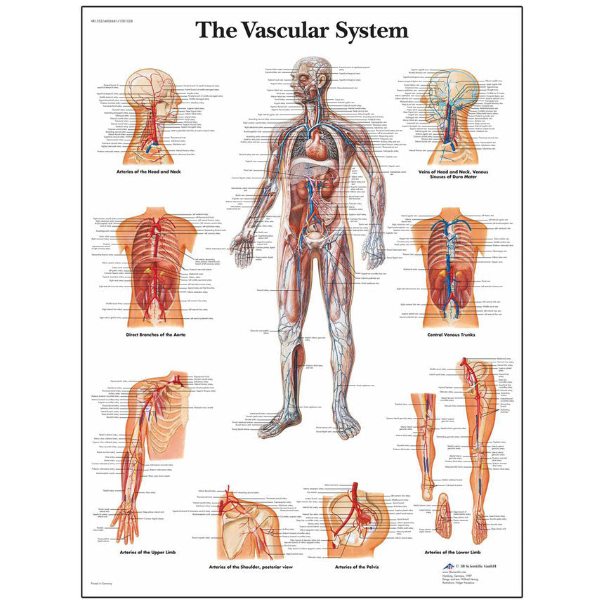  Nasco Healthcare-ClassicLaminated 3B Scientific® Anatomical Chart for the Vascular System-MedTech-1