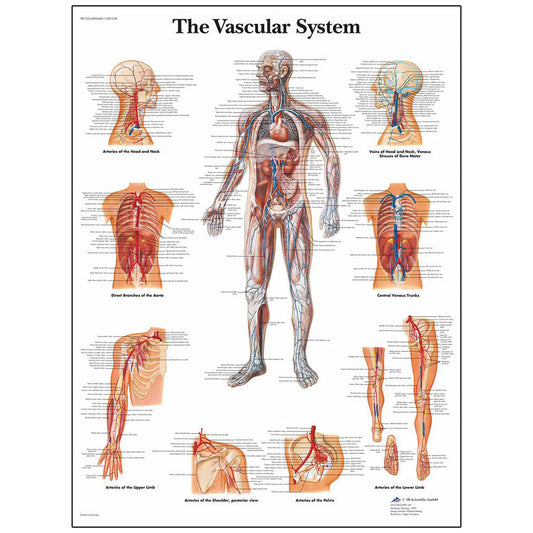  Nasco Healthcare-ClassicLaminated 3B Scientific® Anatomical Chart for the Vascular System-MedTech-1