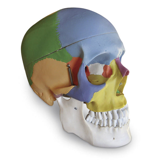  Nasco Healthcare-Colored Human Skull-MedTech-1