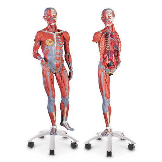  Nasco Healthcare-Deluxe Dual Sex Muscular Figure 45-Part-MedTech-1