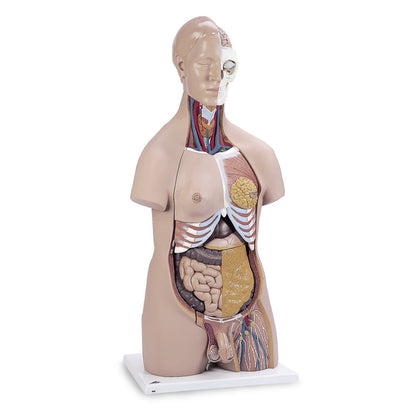  Nasco Healthcare-Deluxe Dual Sex Torso-MedTech-1