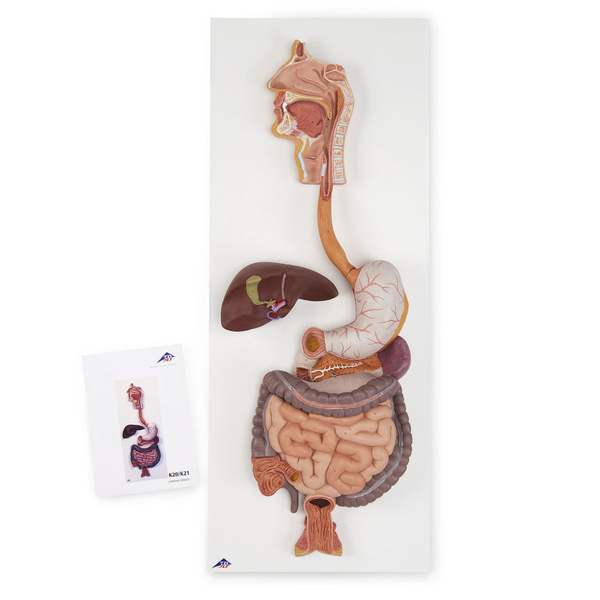  Nasco Healthcare-Digestive System 3-Part-MedTech-1