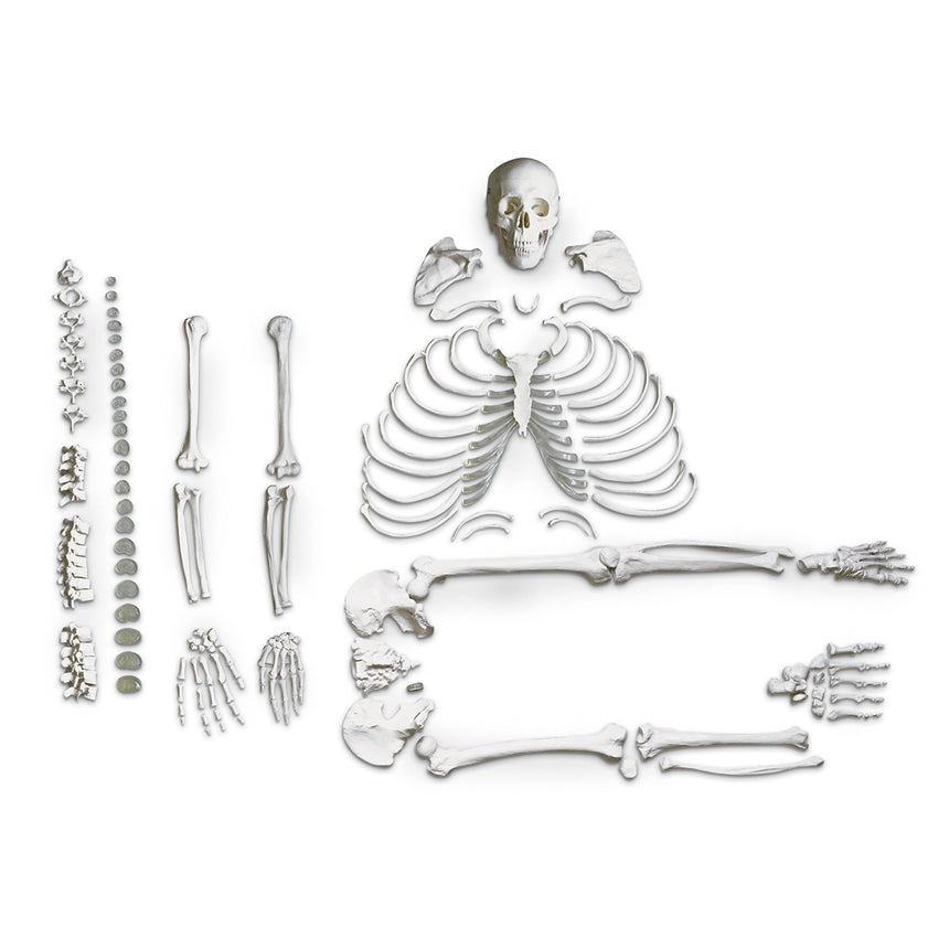  Nasco Healthcare-Disarticulated Skeleton-MedTech-1