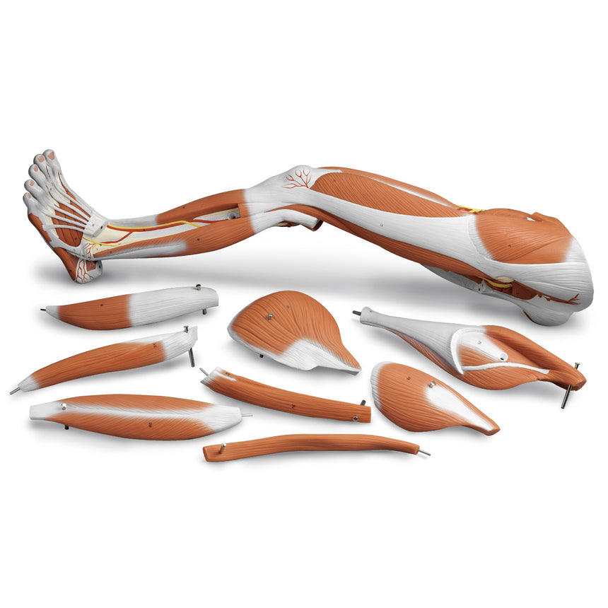  Nasco Healthcare-Dissectible Muscled Leg 9-Part-MedTech-1