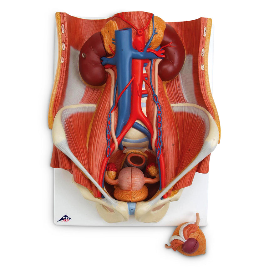  Nasco Healthcare-Dual Sex Urinary System 6-Part-MedTech-1