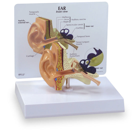  Nasco Healthcare-Ear Model-MedTech-1