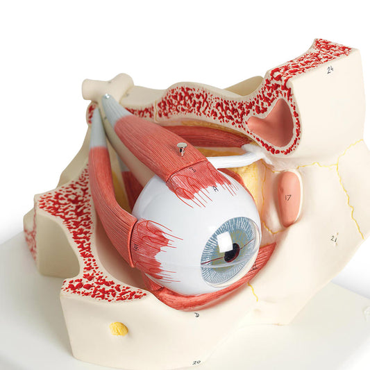  Nasco Healthcare-Eye in Orbit 7-Part-MedTech-1