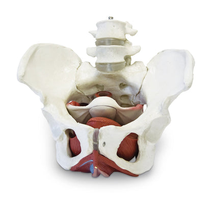  Nasco Healthcare-Female Pelvic Skeleton-MedTech-2