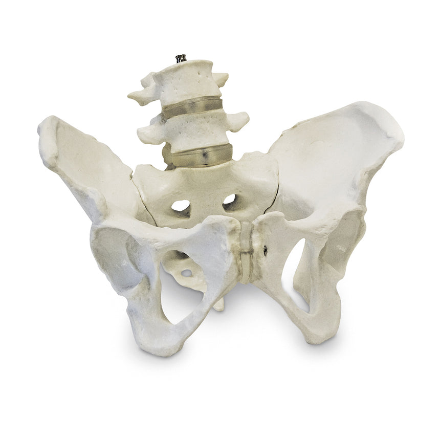  Nasco Healthcare-Female Pelvic Skeleton-MedTech-1