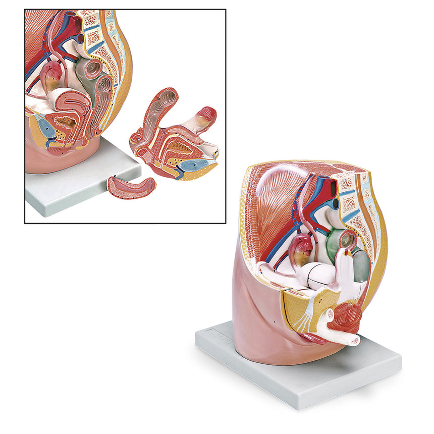  Nasco Healthcare-Female Pelvis Model 3-Part-MedTech-1