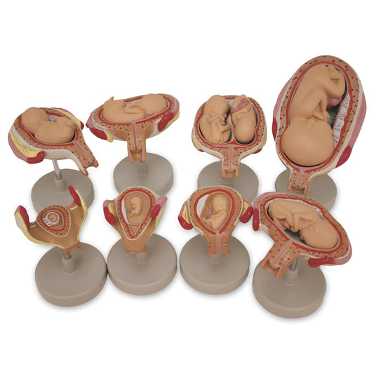  Nasco Healthcare-Fetus Development Set-MedTech-1