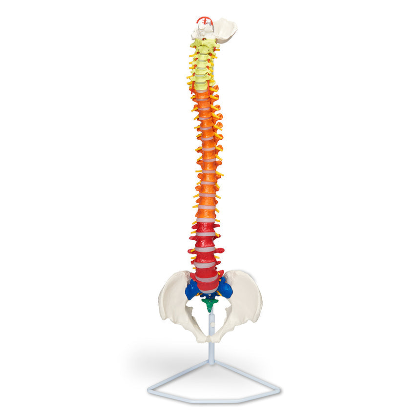  Nasco Healthcare-Flexible Vertebrae with Color-Coded Regions-MedTech-1