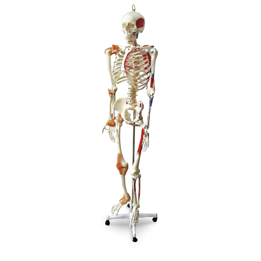  Nasco Healthcare-Full-Size Human Skeleton with Muscles and Ligaments-MedTech-1