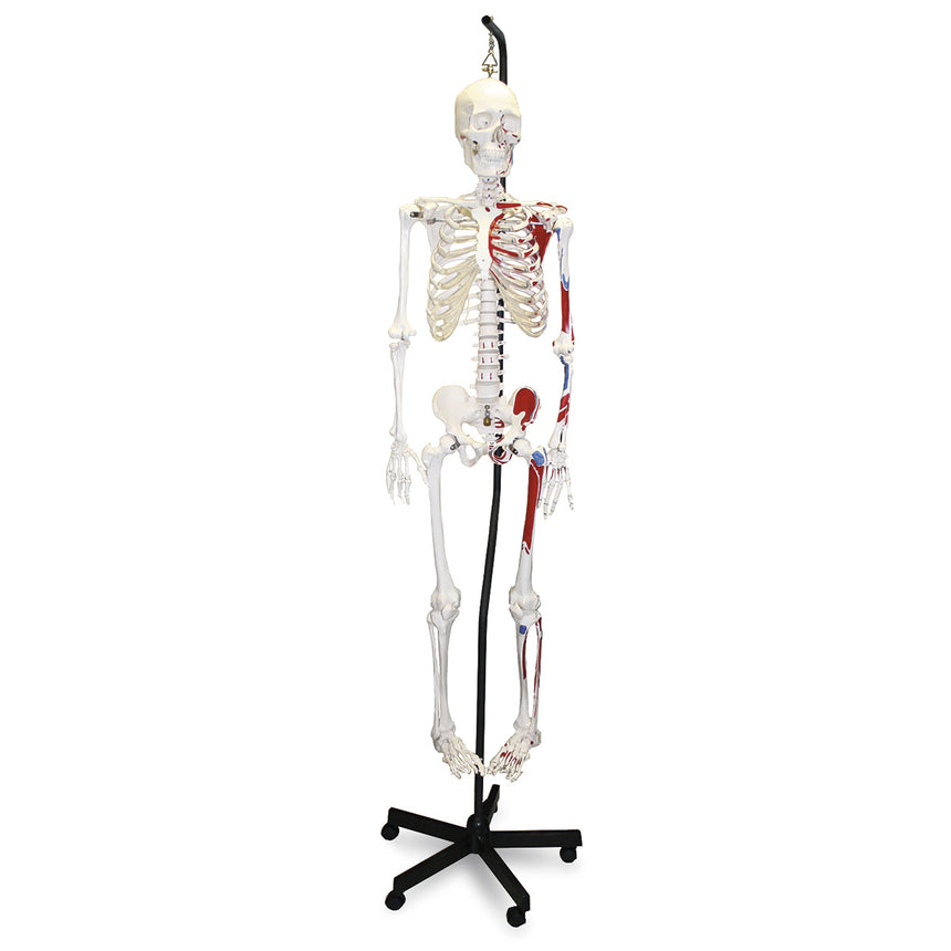  Nasco Healthcare-Full-Size Skeleton with Muscles-MedTech-1