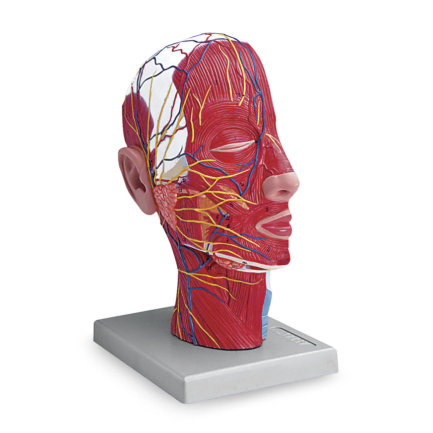  Nasco Healthcare-Half-Head Model-MedTech-1