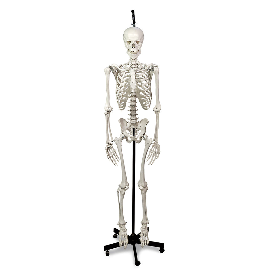  Nasco Healthcare-Hanging Skeleton with Natural Human Casting-MedTech-1