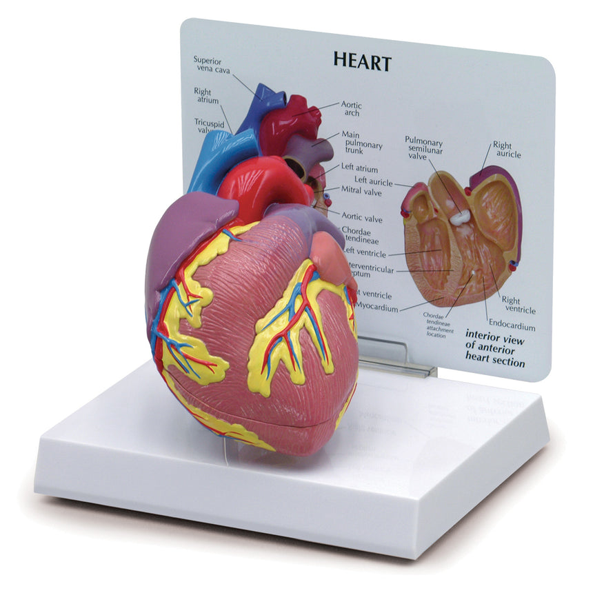  Nasco Healthcare-Heart Model 2-Piece-MedTech-1