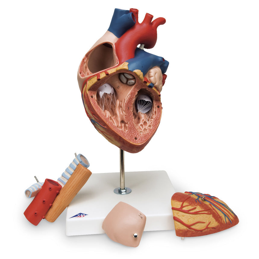  Nasco Healthcare-Heart with Esophagus and Trachea Model-MedTech-1