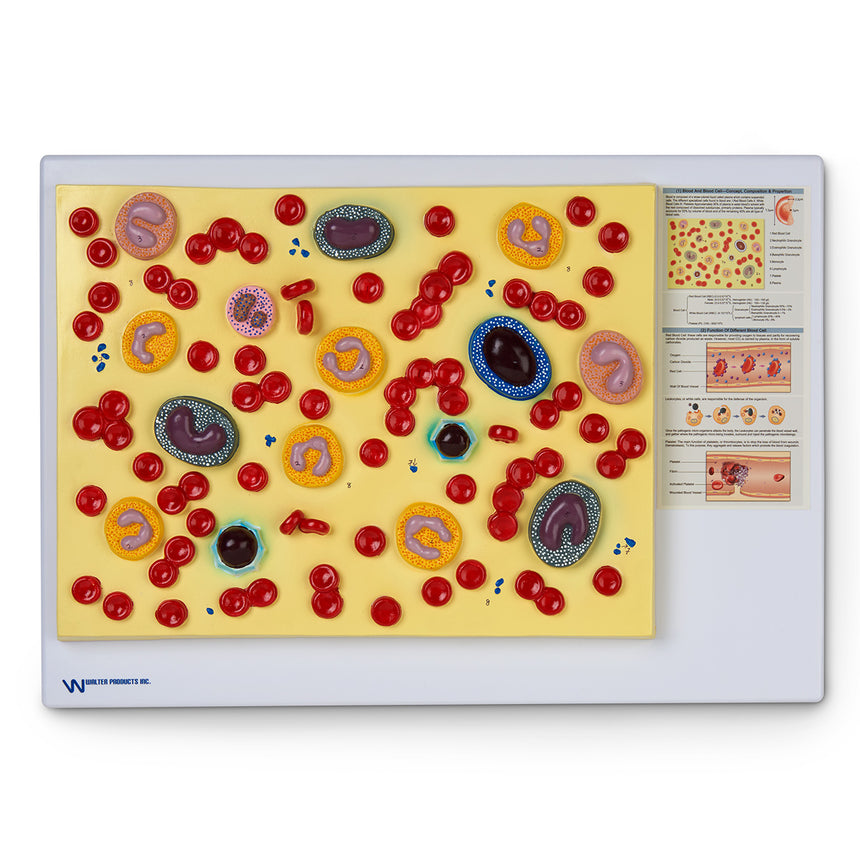  Nasco Healthcare-Human Blood Cells Model-MedTech-1