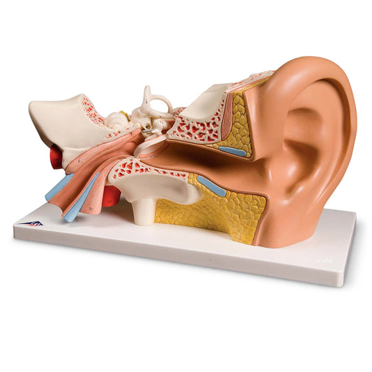  Nasco Healthcare-Human Ear-MedTech-1