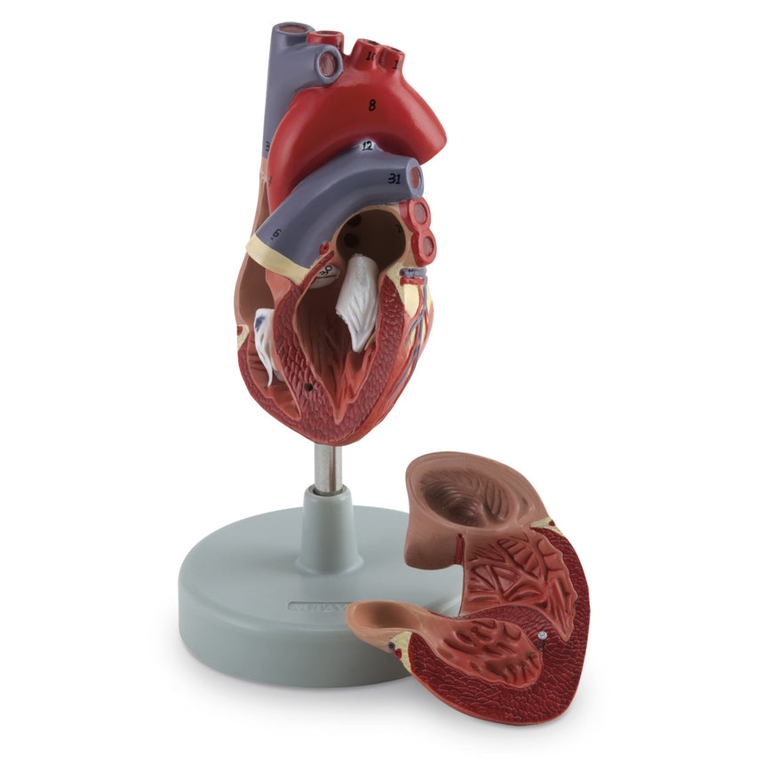  Nasco Healthcare-Human Heart Model 2 Part-MedTech-1