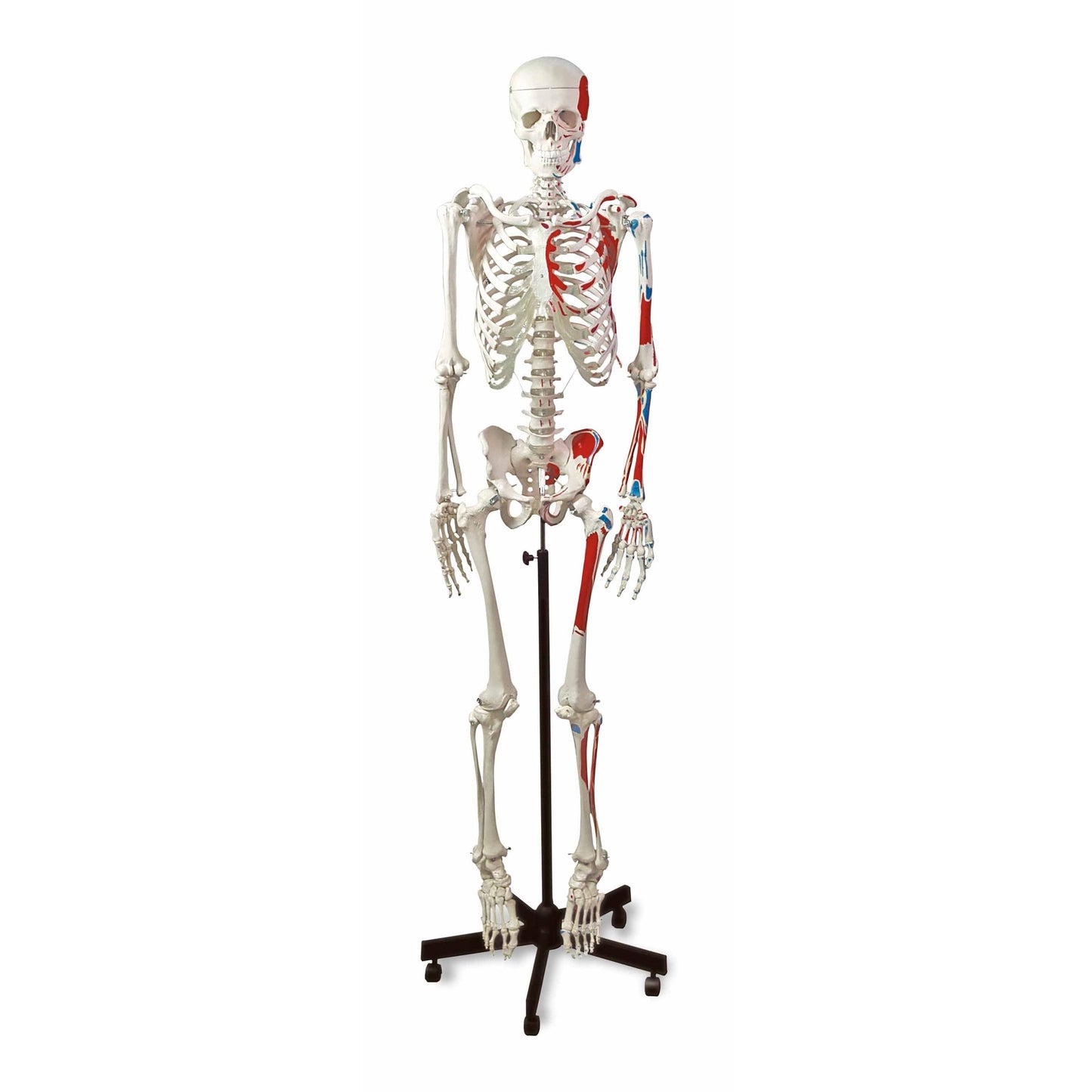  Nasco Healthcare-Human Muscular Skeleton-MedTech-1