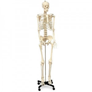 Human Skeleton