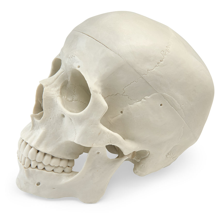  Nasco Healthcare-Human Skulls 3-Part - Unnumbered-MedTech-1