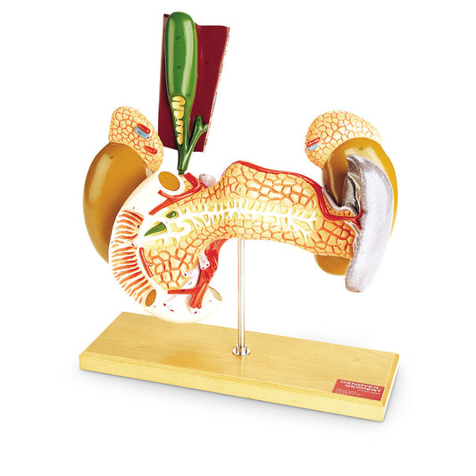  Nasco Healthcare-Internal Organs-MedTech-1