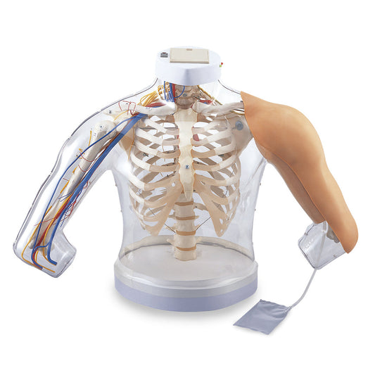 Intramuscular Injection Model of Upper Arm Muscles