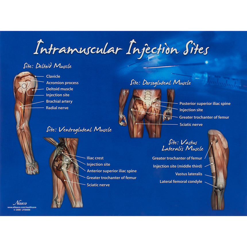 Intramuscular Injection Sites Display