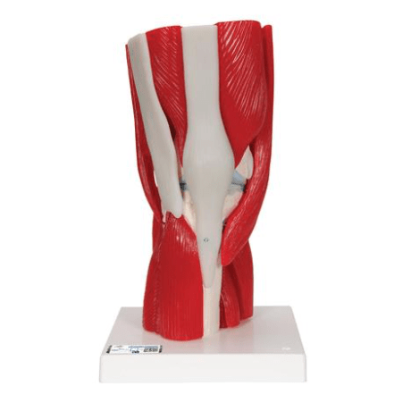  Nasco Healthcare-Knee Joint w/ removable Muscles-MedTech-1