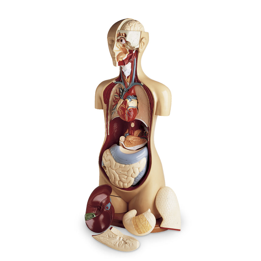  Nasco Healthcare-KnowBody Basic Teaching Torso-MedTech-1