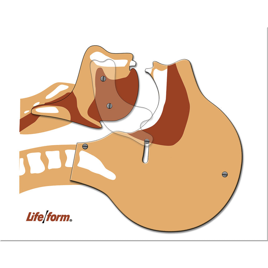 Life/form® Airway Simulation Board – MedTech